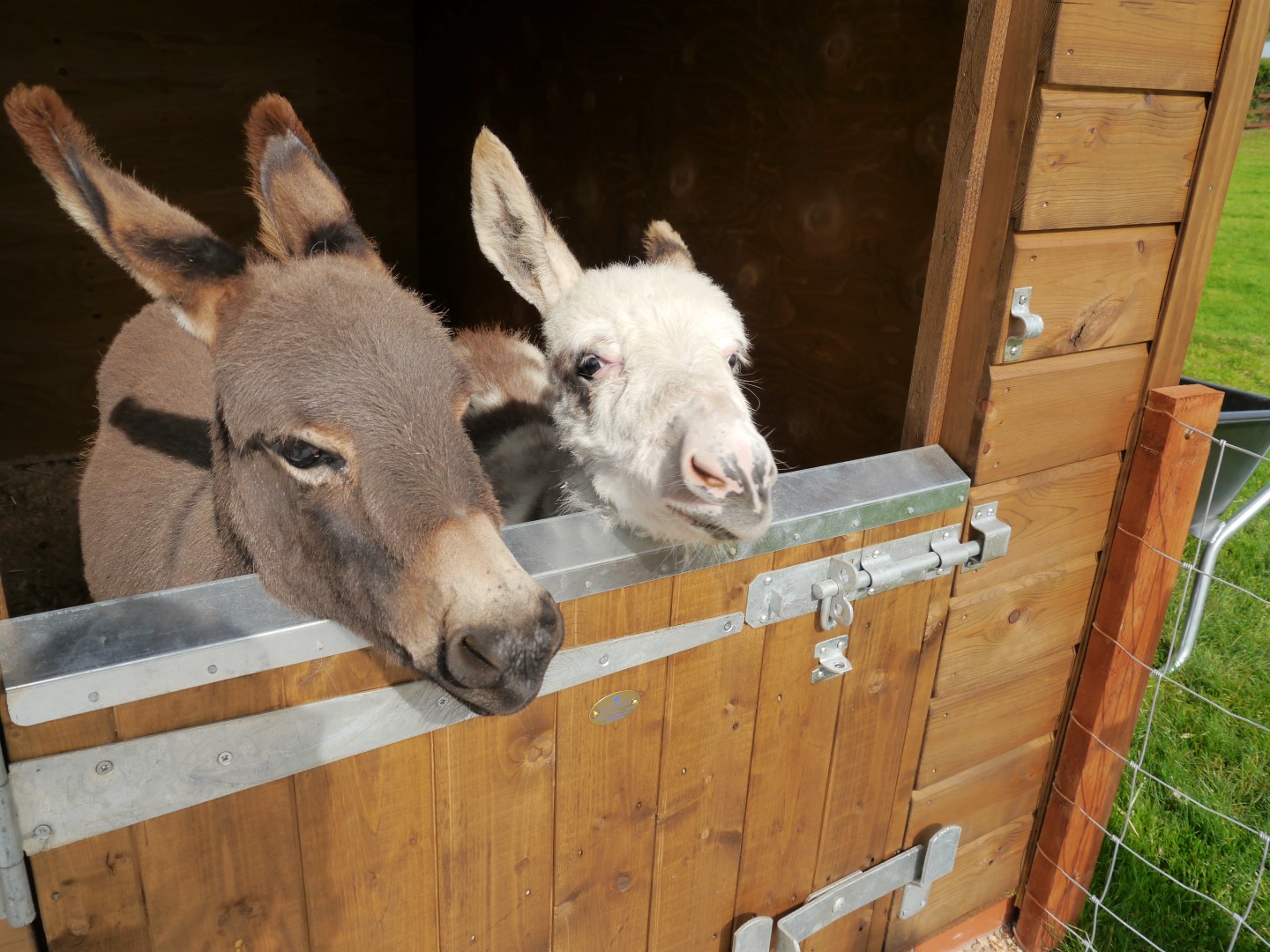 donkeys in a mobile field shelter.