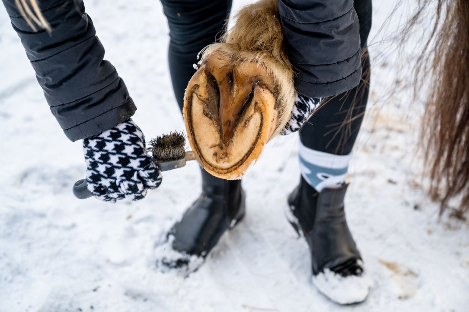 Cleaning horse hoof in winter snow. 