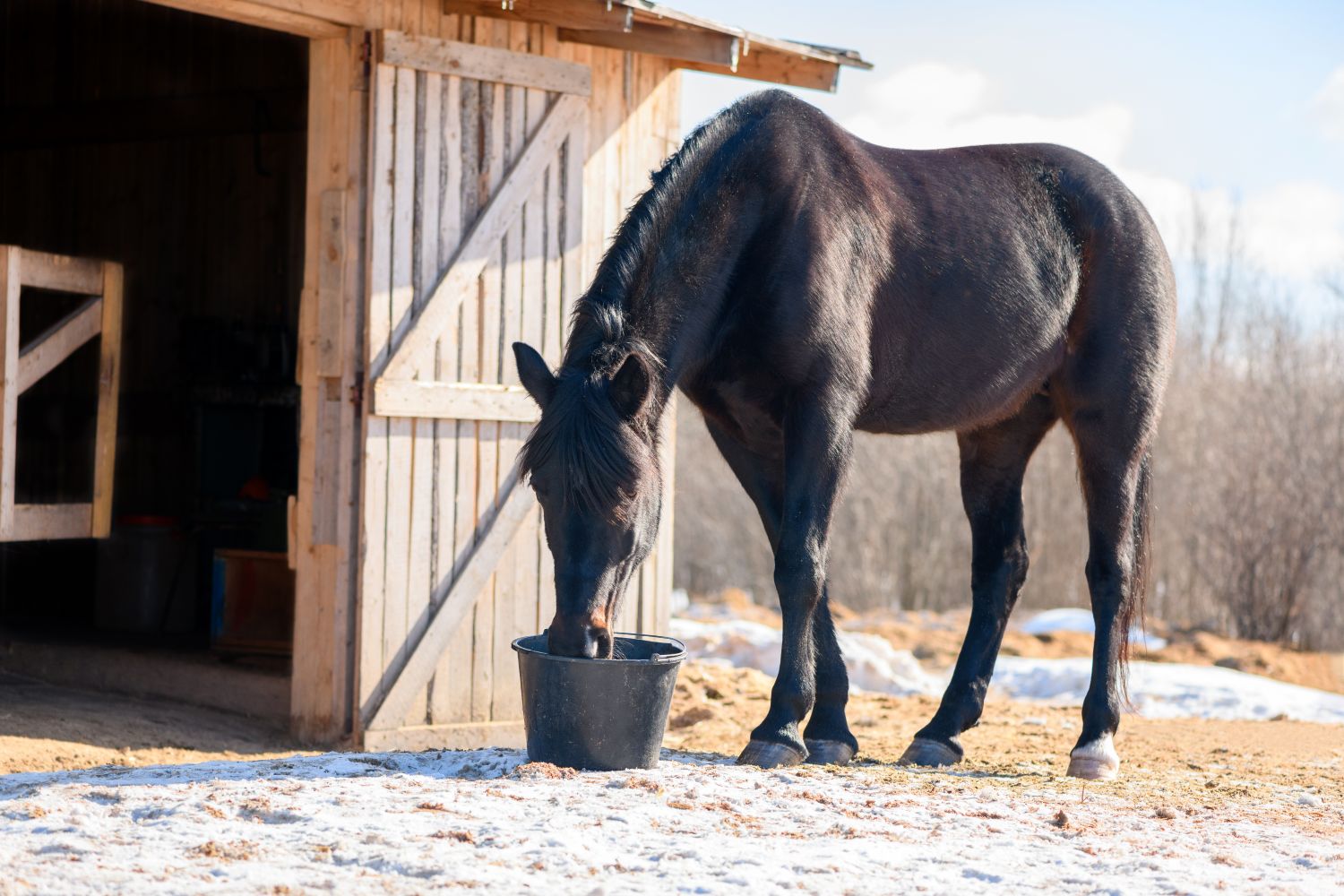 Horse drinking from bucket in snowy field. 