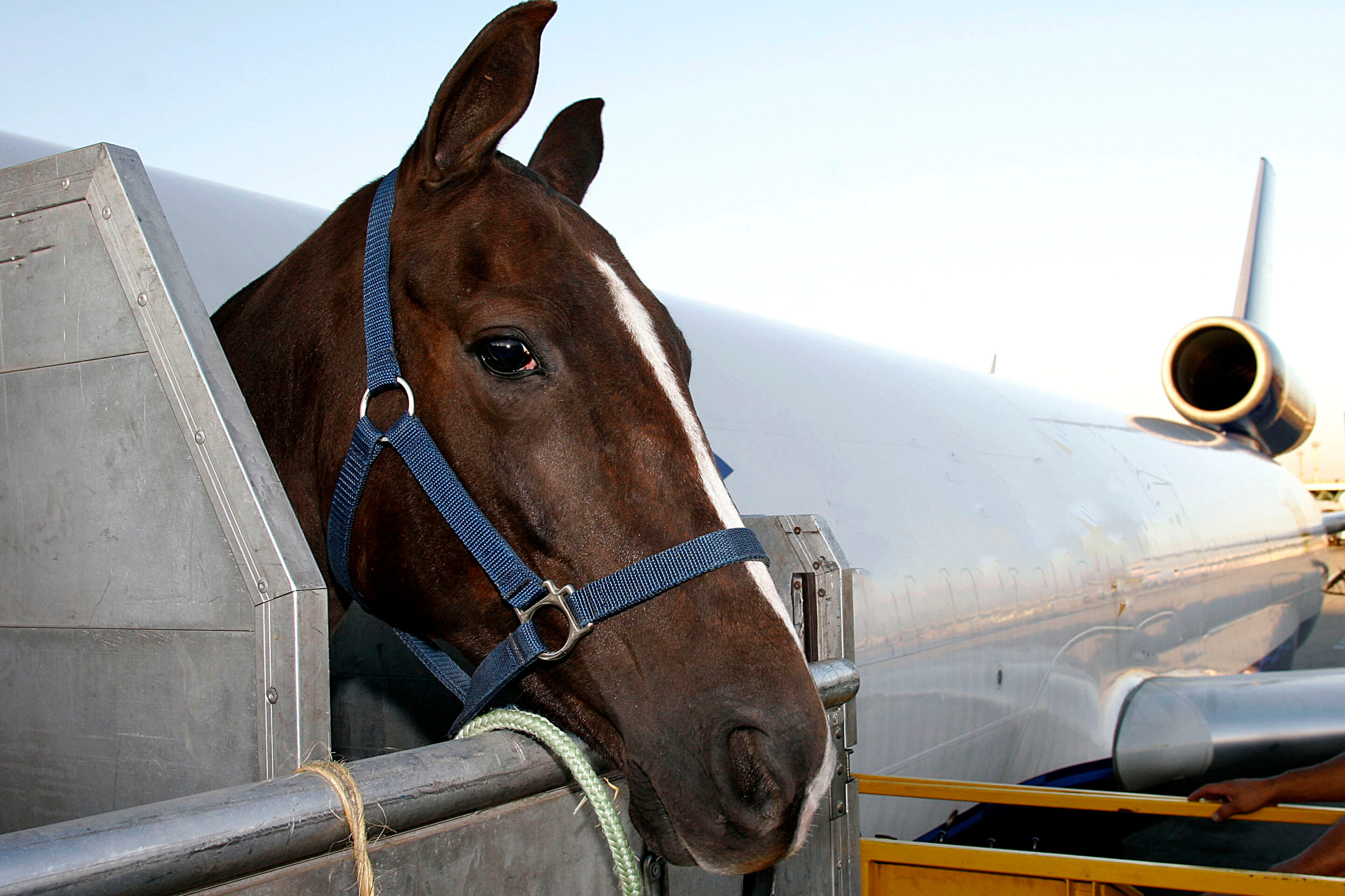 Horse being loaded onto a plane