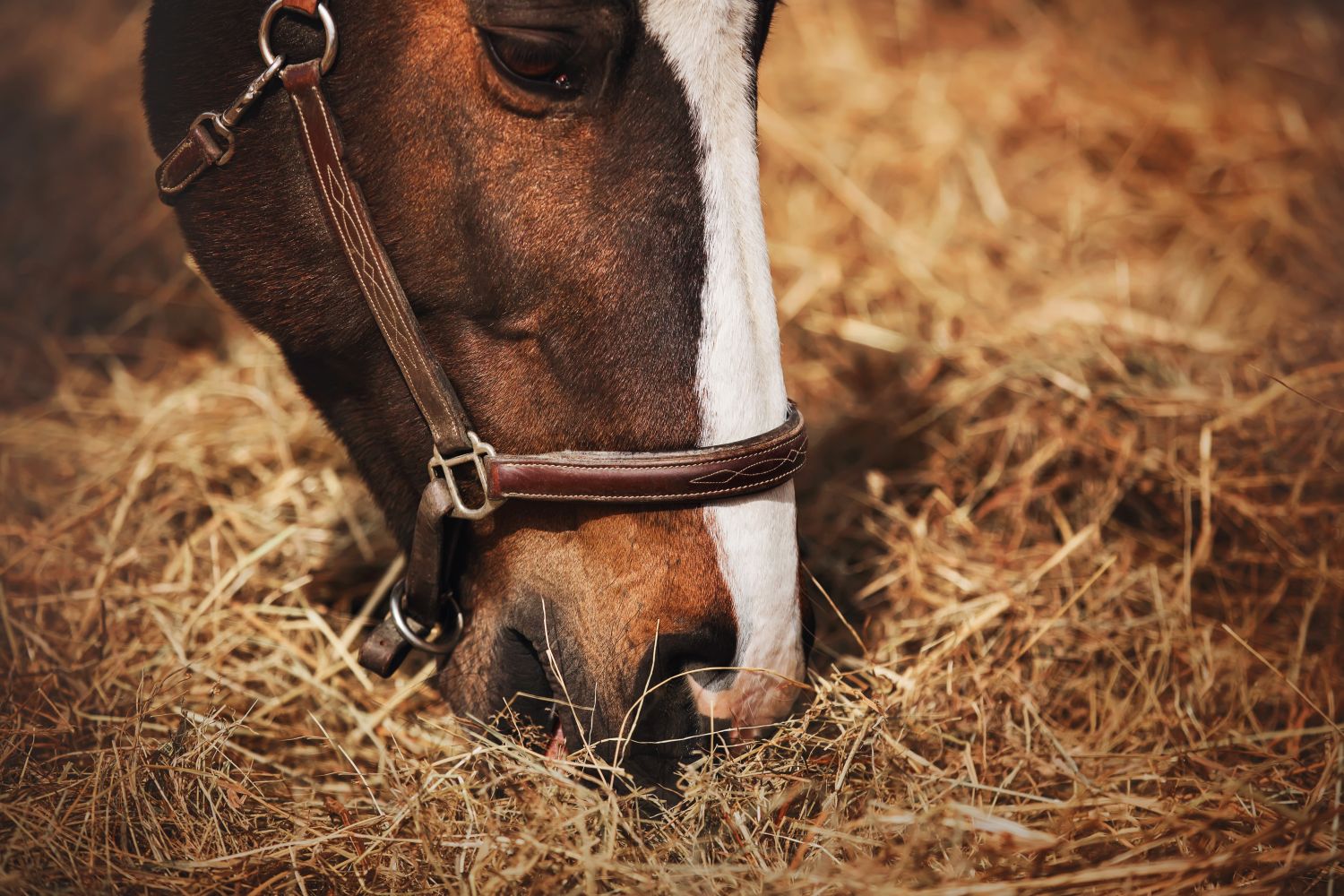horse eating hay