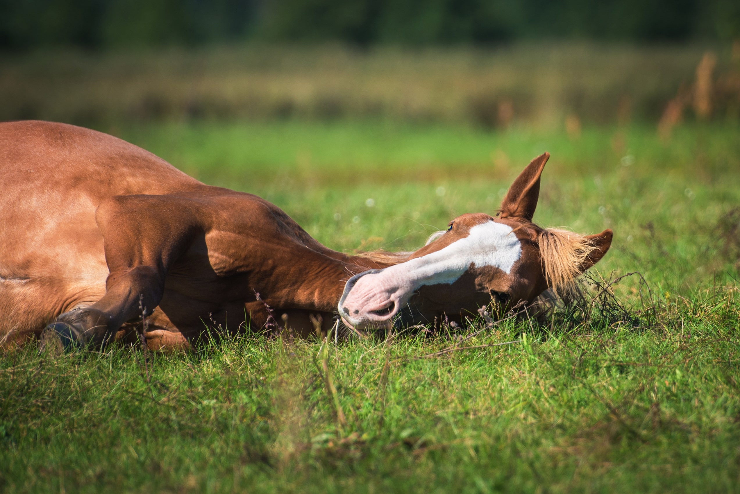 Horse laying down in a grass field
