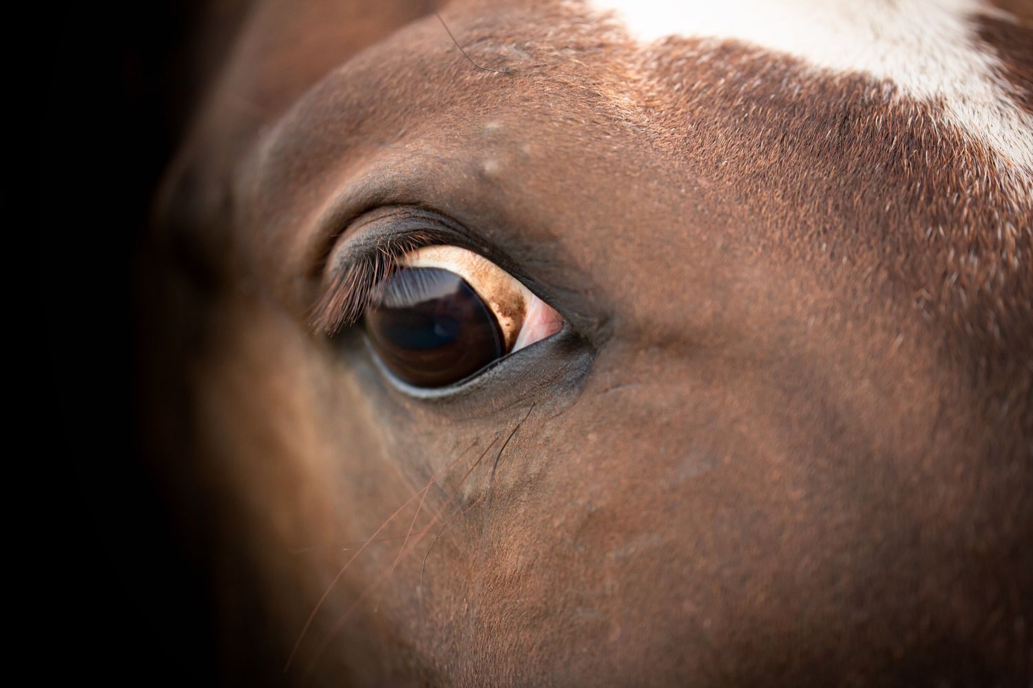 close up of stressed horse's eye