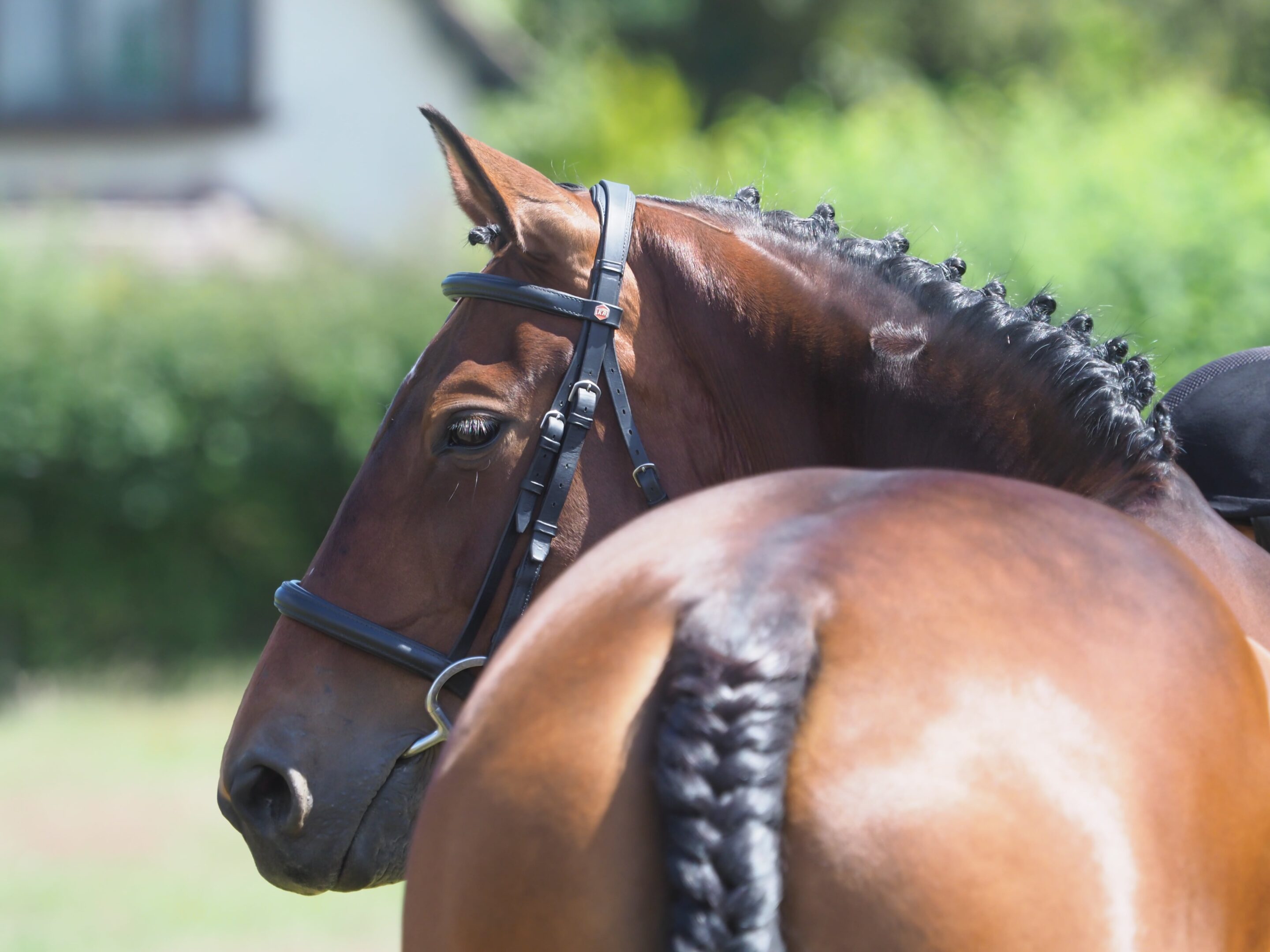 Chestnut horse with mane and tail braided