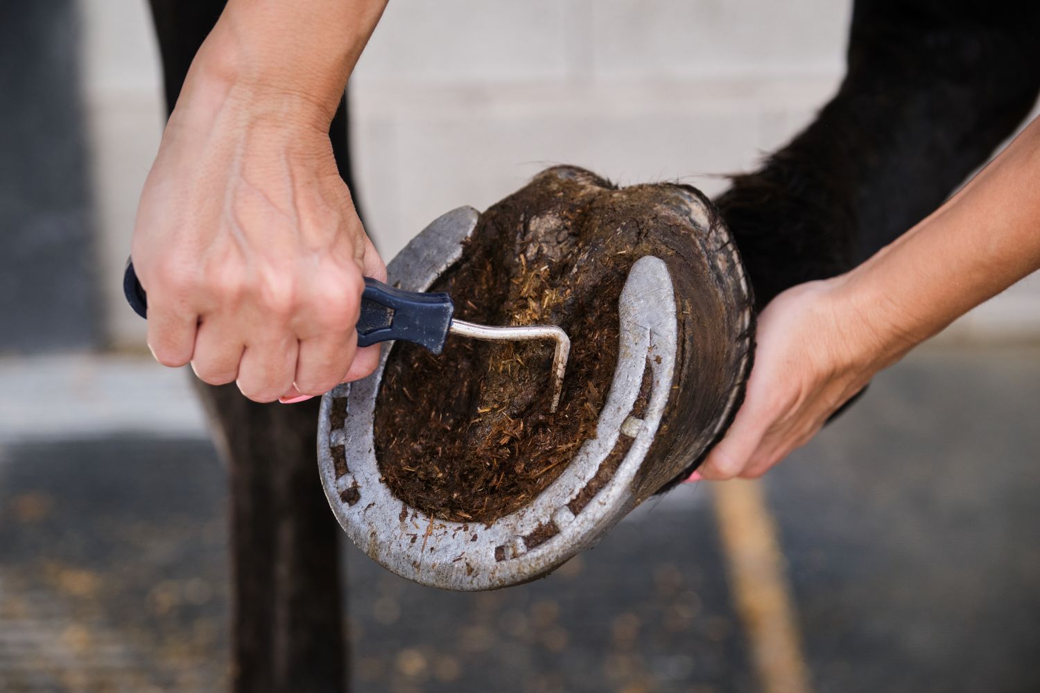 cleaning horse hoof