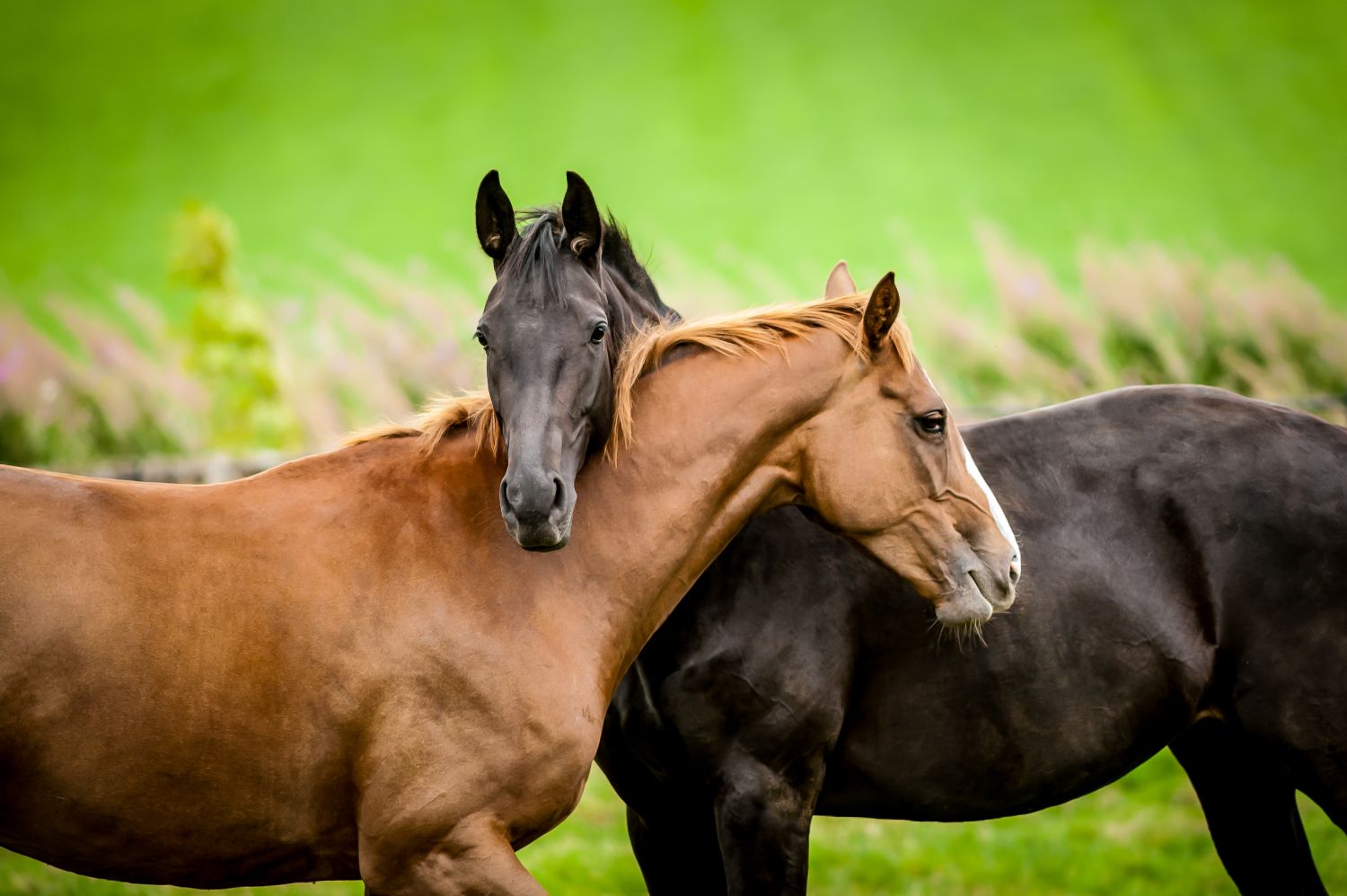two horses laying against each other