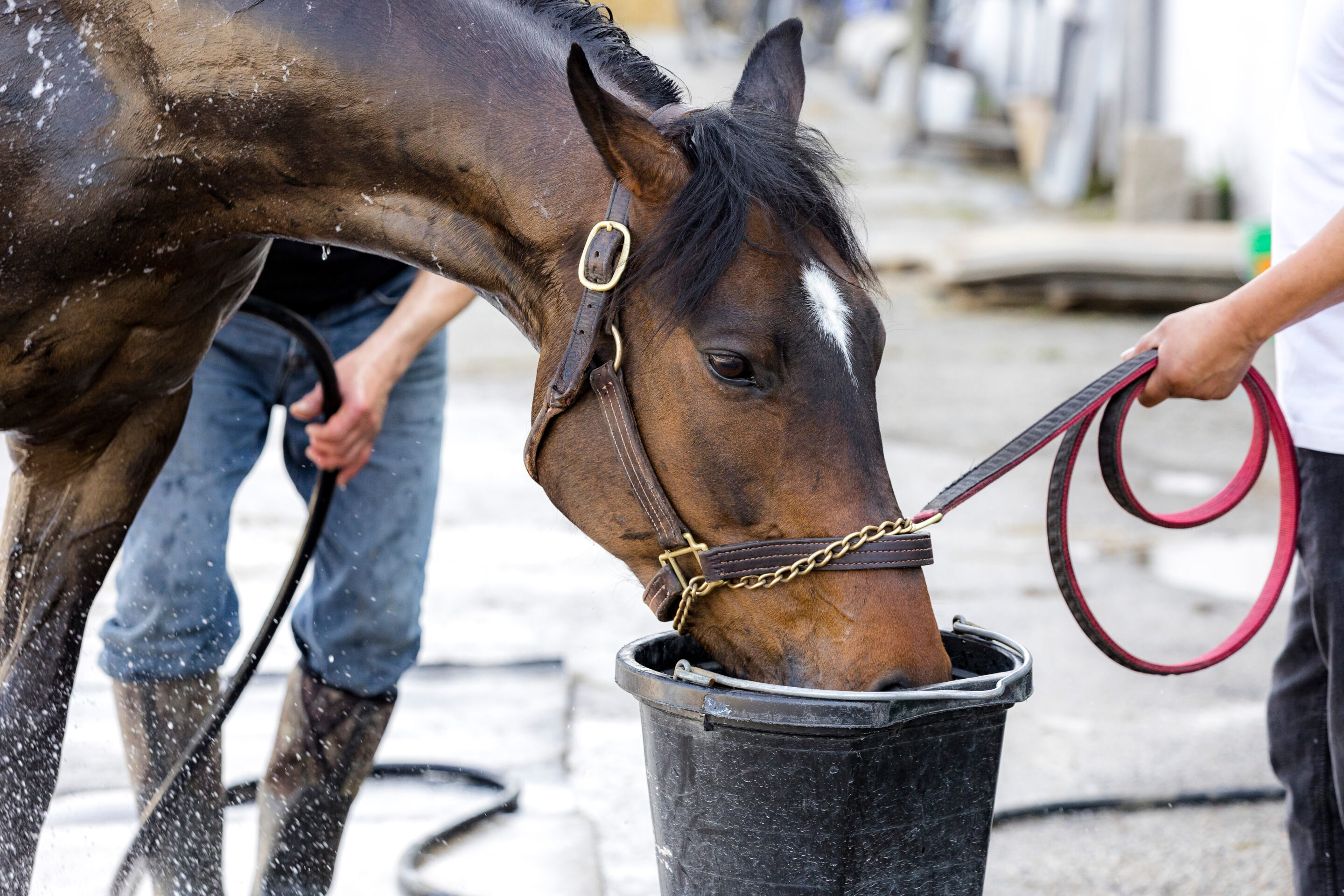 Horse drinking from a black bucket in a yard
