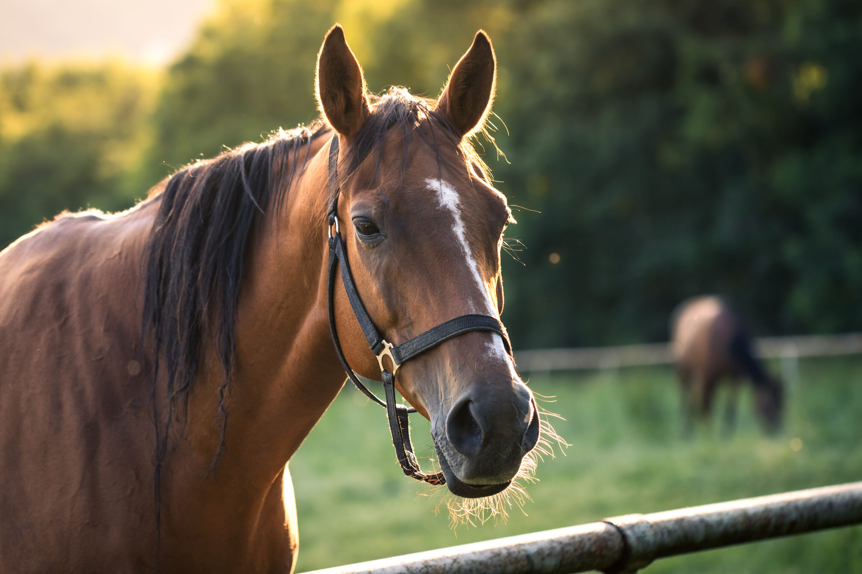 Chestnut horse on a sunny day