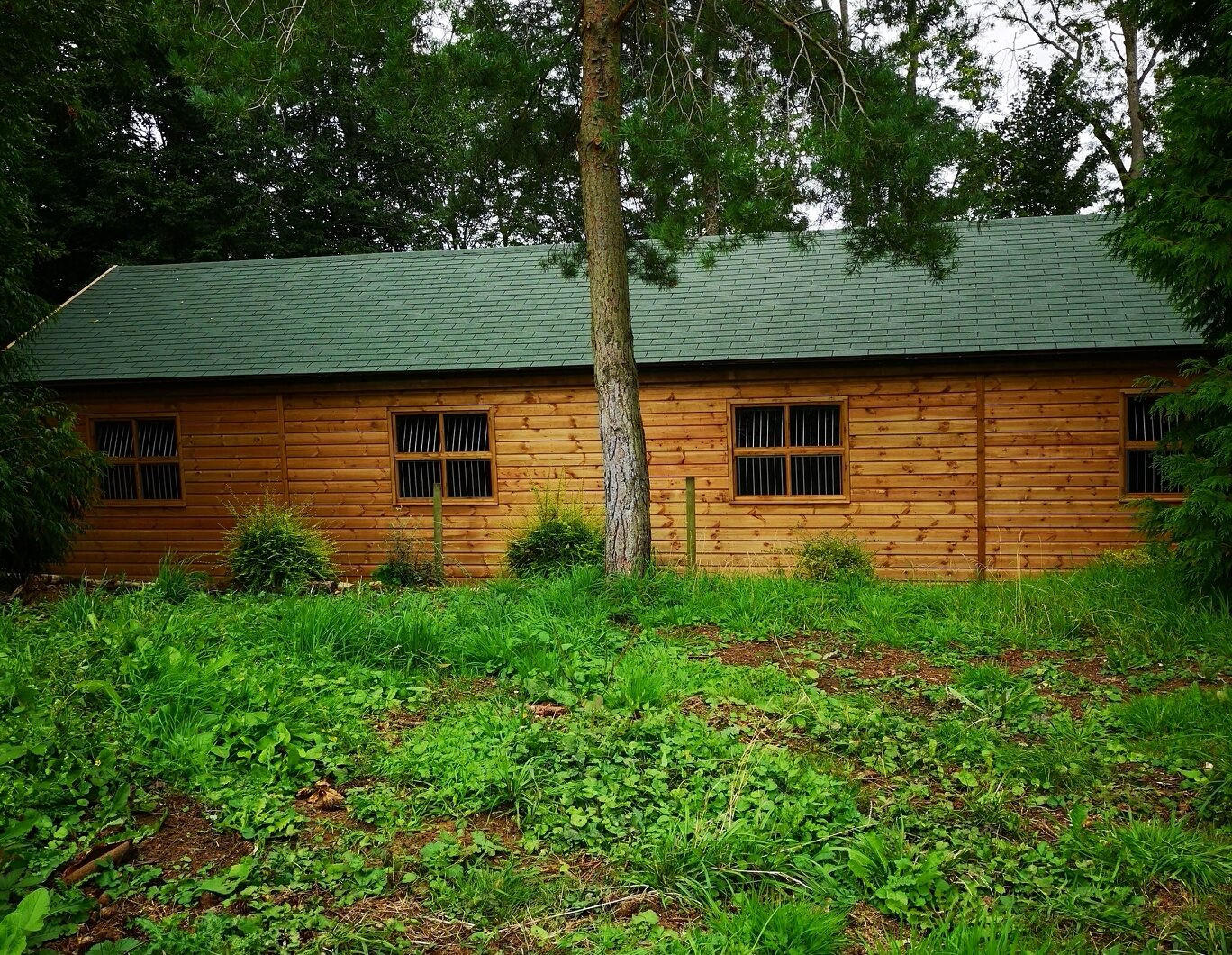 Building in the forest with green felt shingle roofing and 4-pane windows