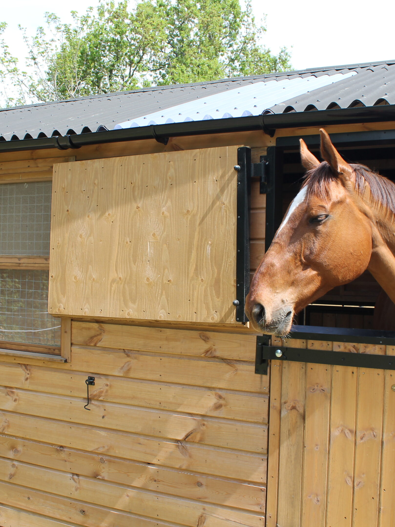 Horse with head out of rear stable top door