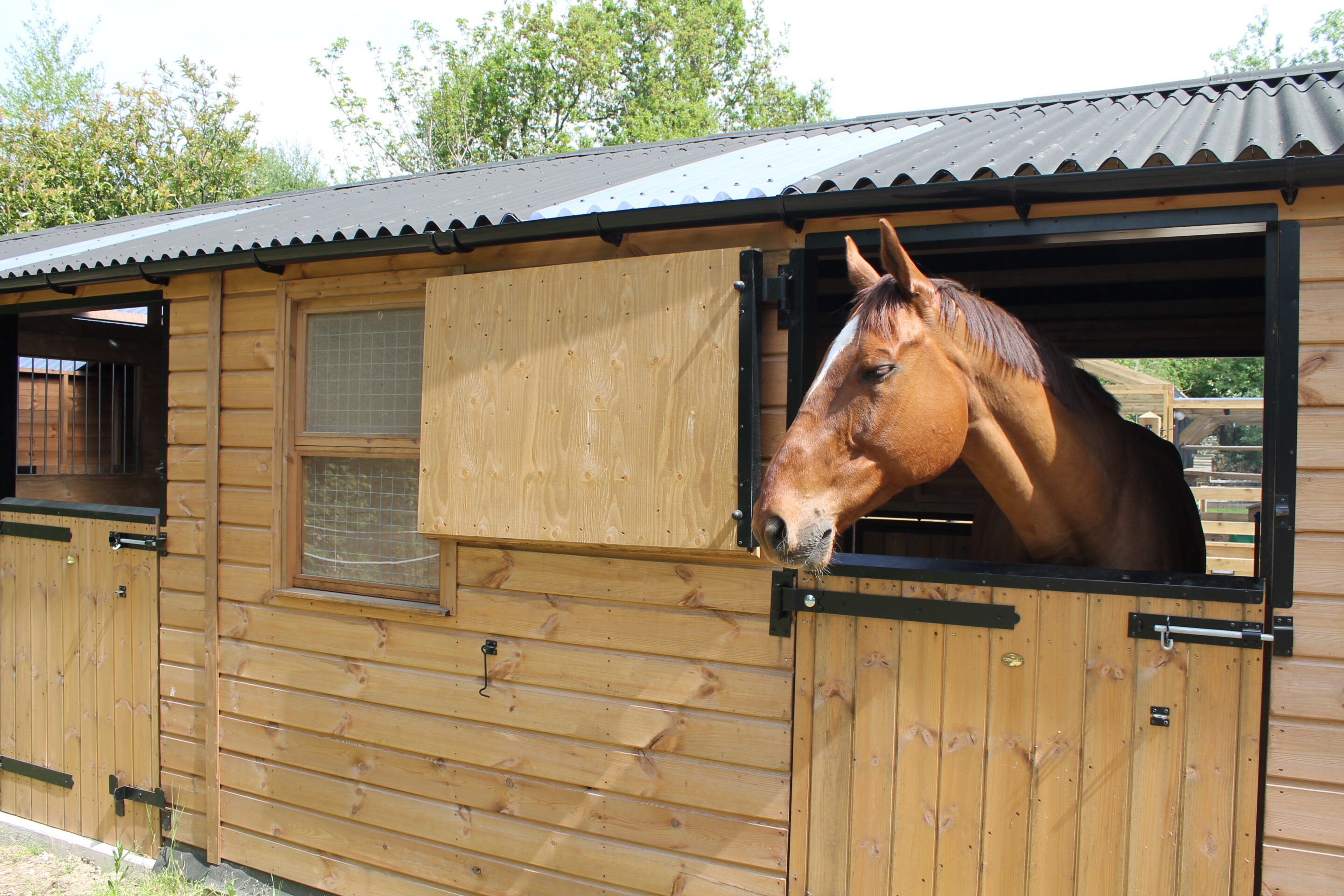 Horse with head out of rear stable top door