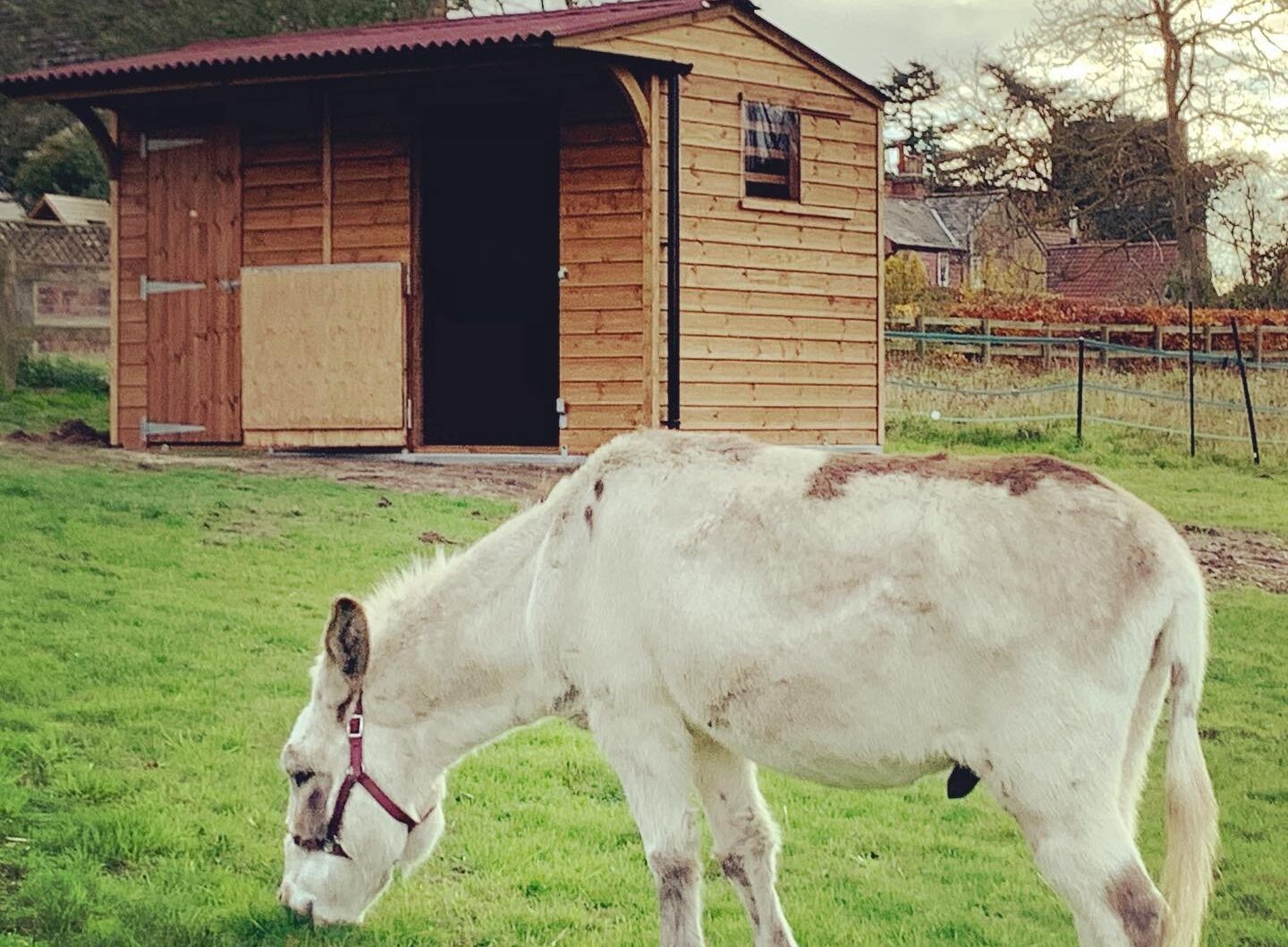 Dinkey donkey stable with donkey grazing in foreground