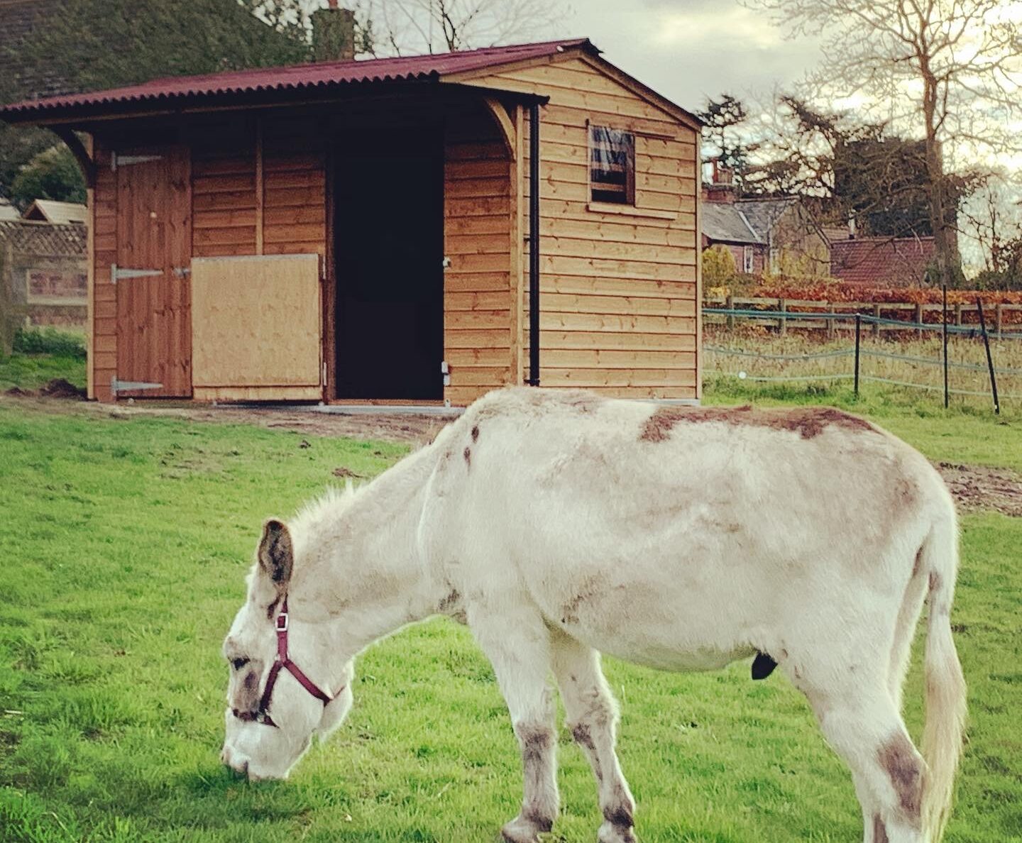 Dinkey donkey stable with donkey grazing in foreground