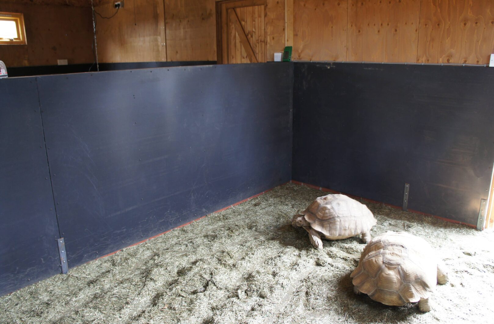Tortoise enclosure internal
