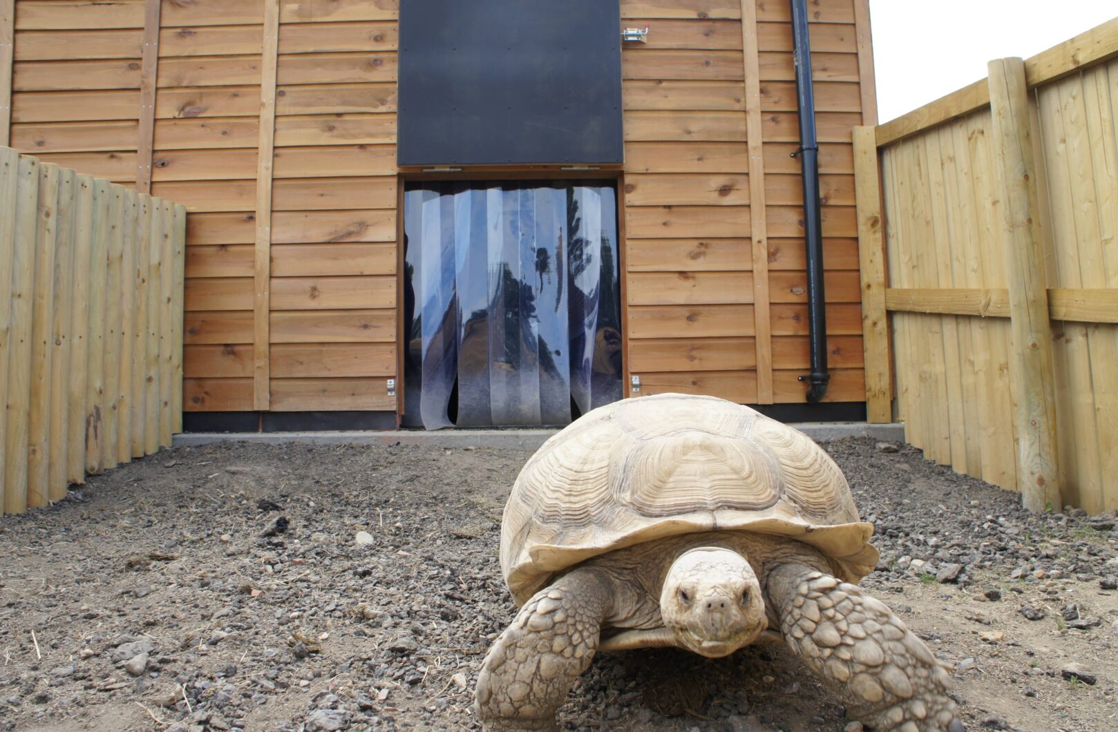 Tortoise enclosure external paddock