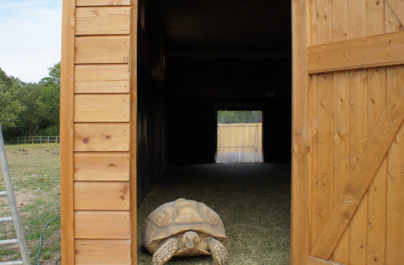 Tortoise from personal door