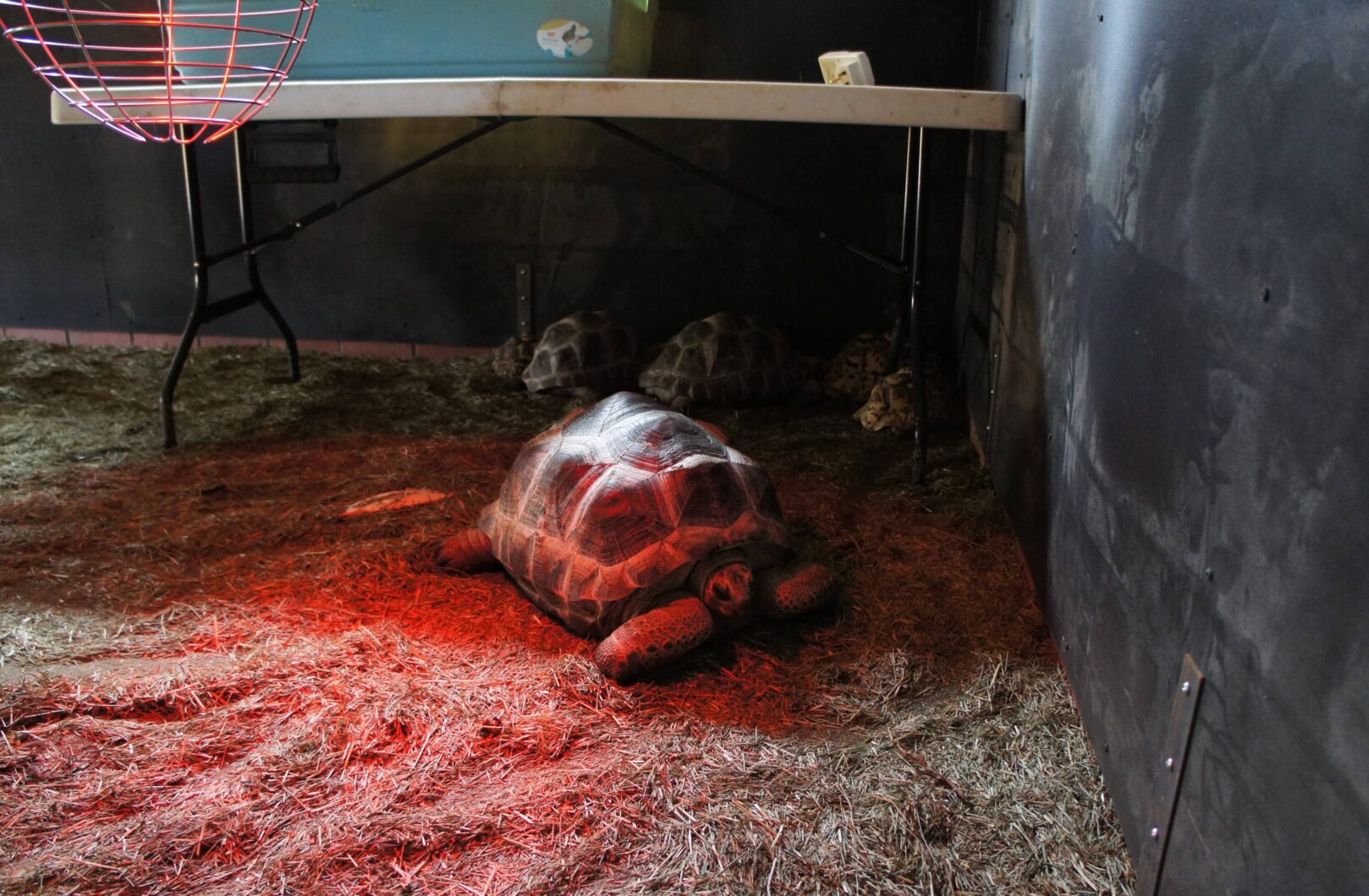 Tortoise under red light