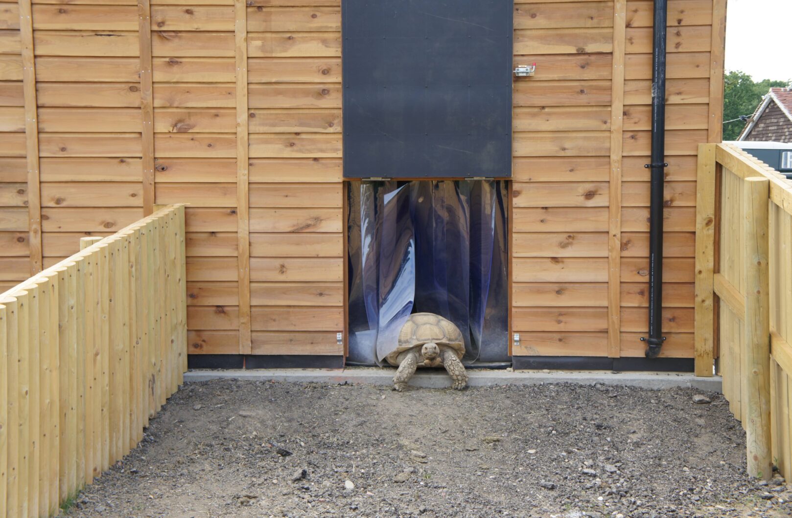 Tortoise exiting into paddock
