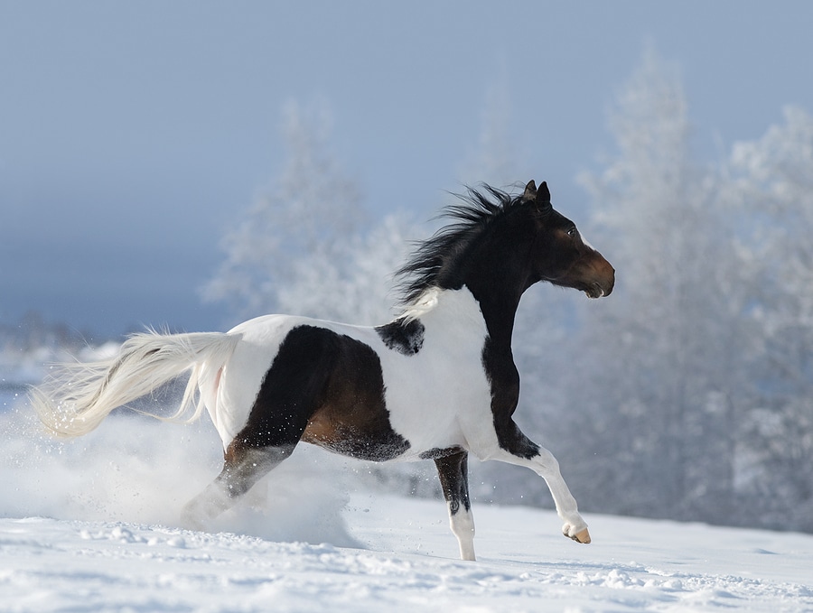 American paint horse galloping across winter snowy meadow. Beautiful winter landscape with snow covered trees.