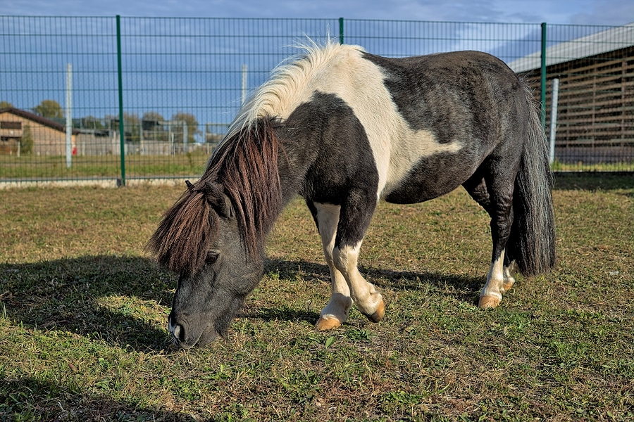 Black and white miniature Falabella horse in paddock. Small farm in Ukraine. Picturesque rural landscape. Ukraine.