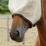 Horse Flies – Keep Them Under Control and Off Your Horses