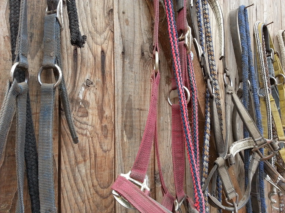 Bridles hanging and stored in a tack room