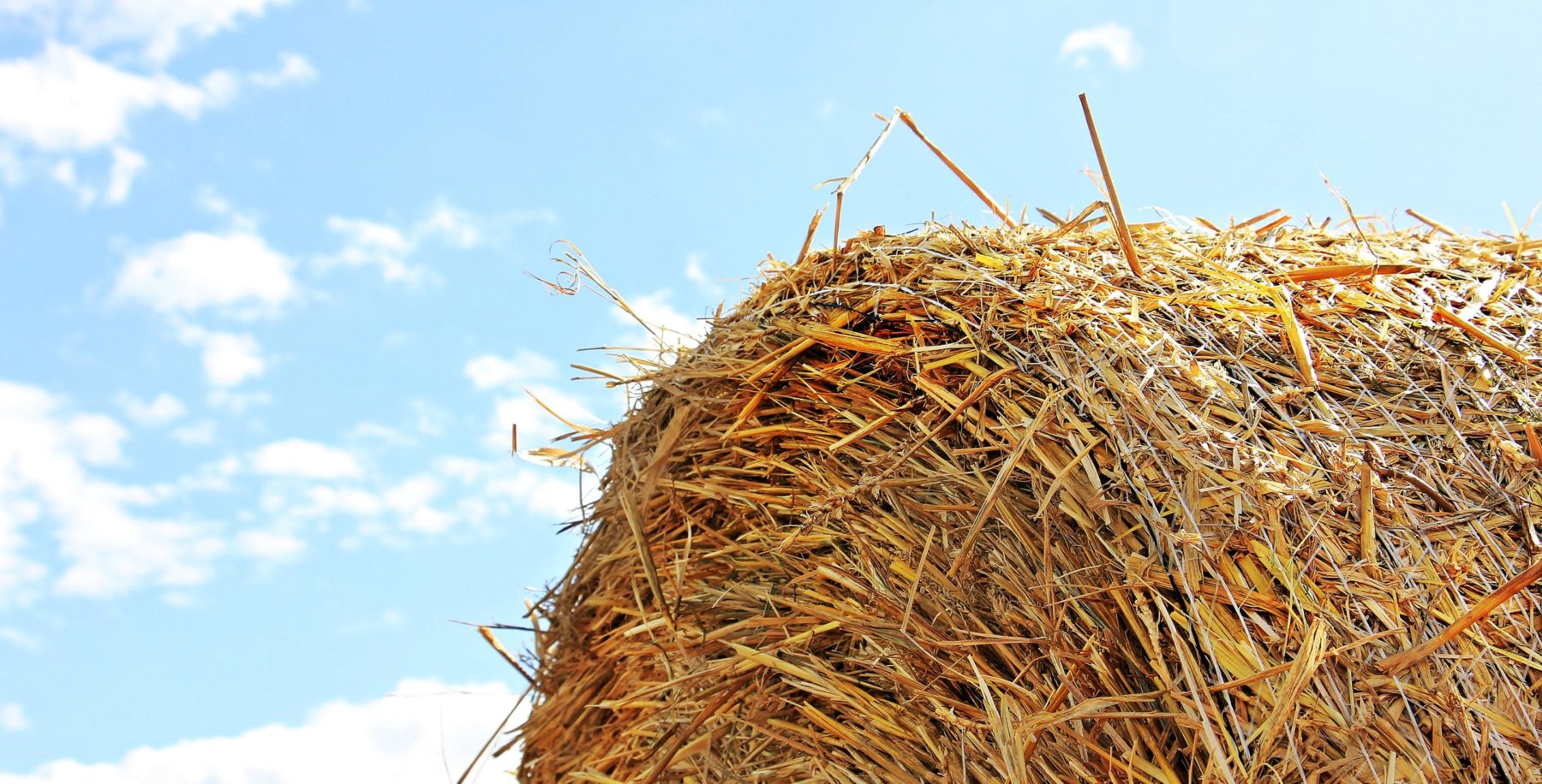 horse bedding