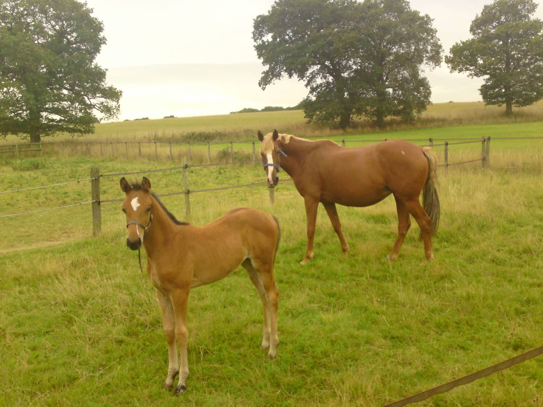foal and mare in a field together