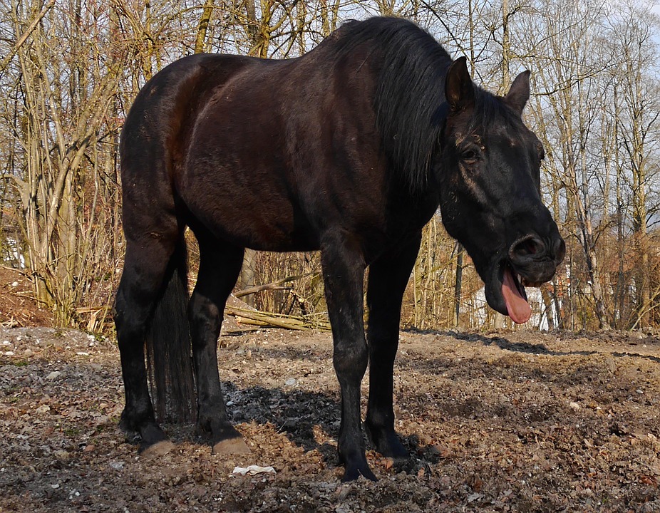 Black horse windsucking