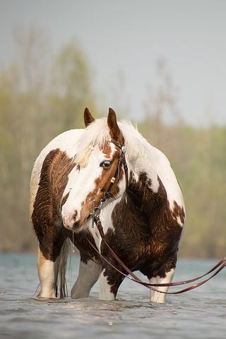 Can Horses Swim? The Benefits of Swimming for Horses