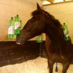 Why Does My Horse Box Walk and What Can I Do To Help? - Prime Stables
