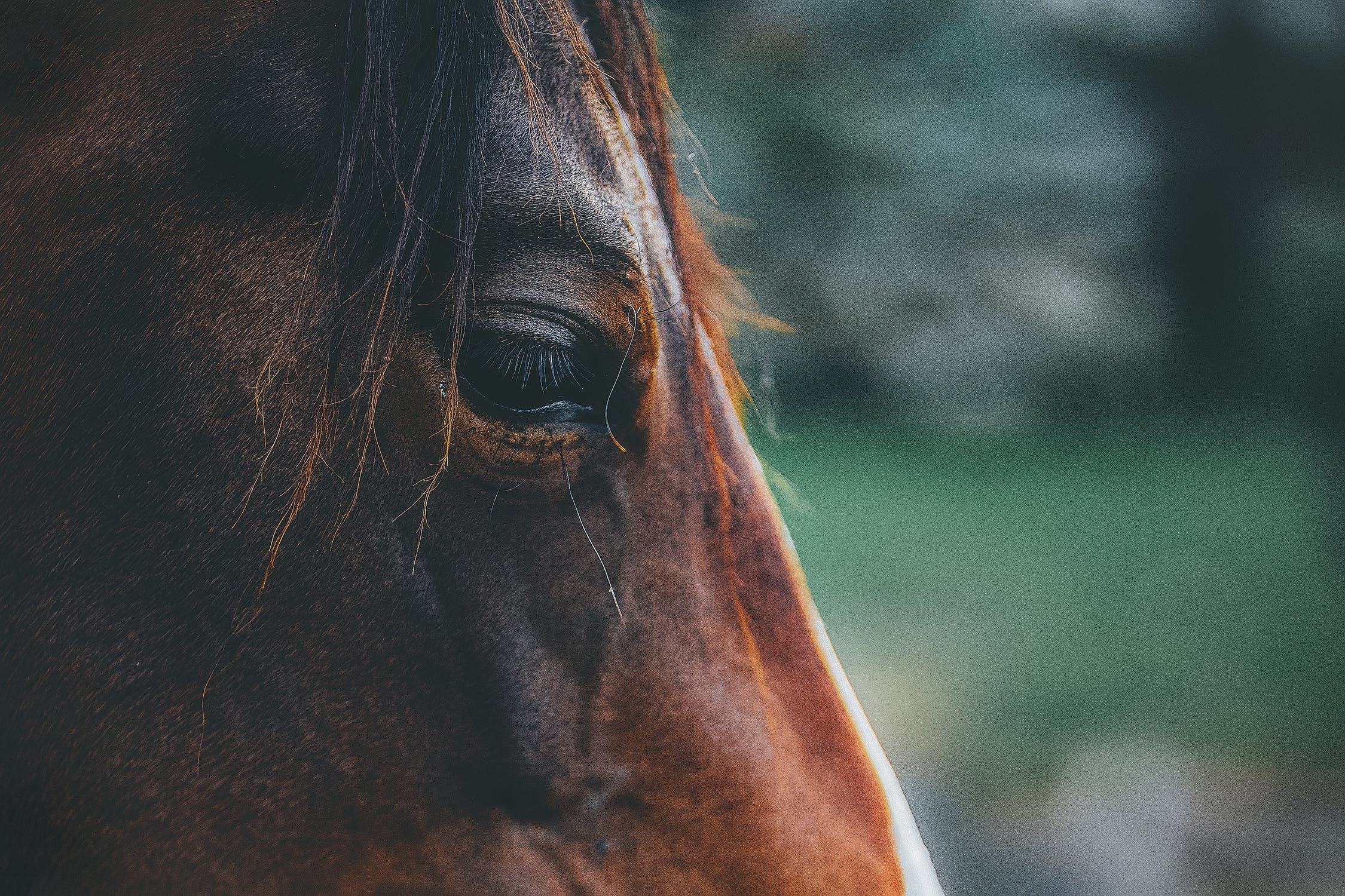 New Equine flu vaccine could take years to develop