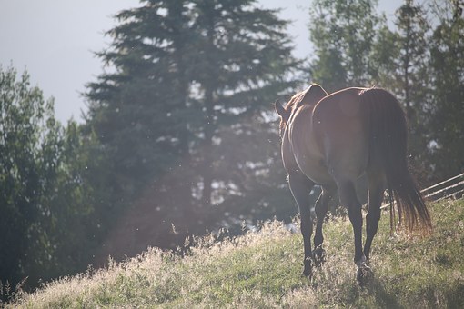 Answering The 7 Most Common Questions About Horses