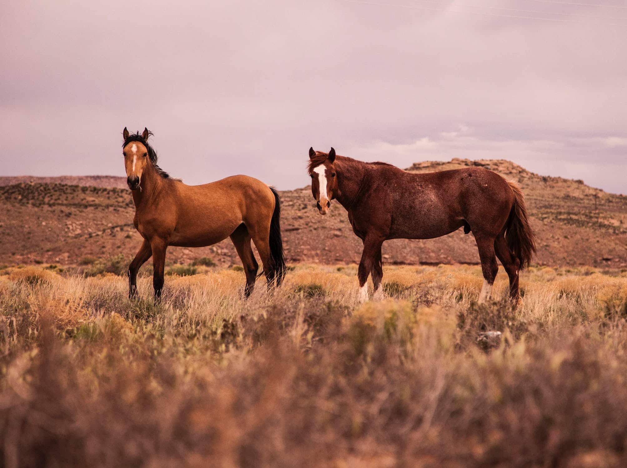 Horses in a field