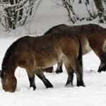 How To Look After Your Horse In The Snow