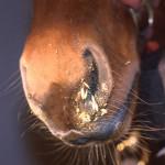 Respiratory Problems in Horses