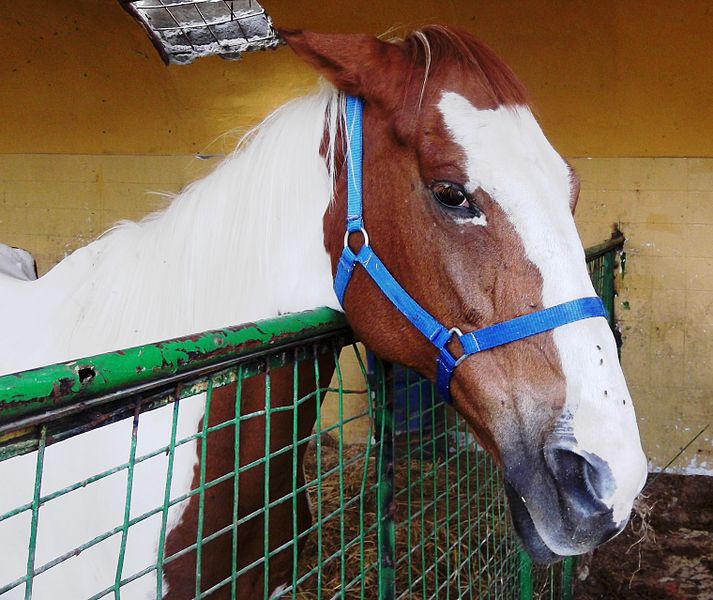 a photo of a horse with ears pinned back