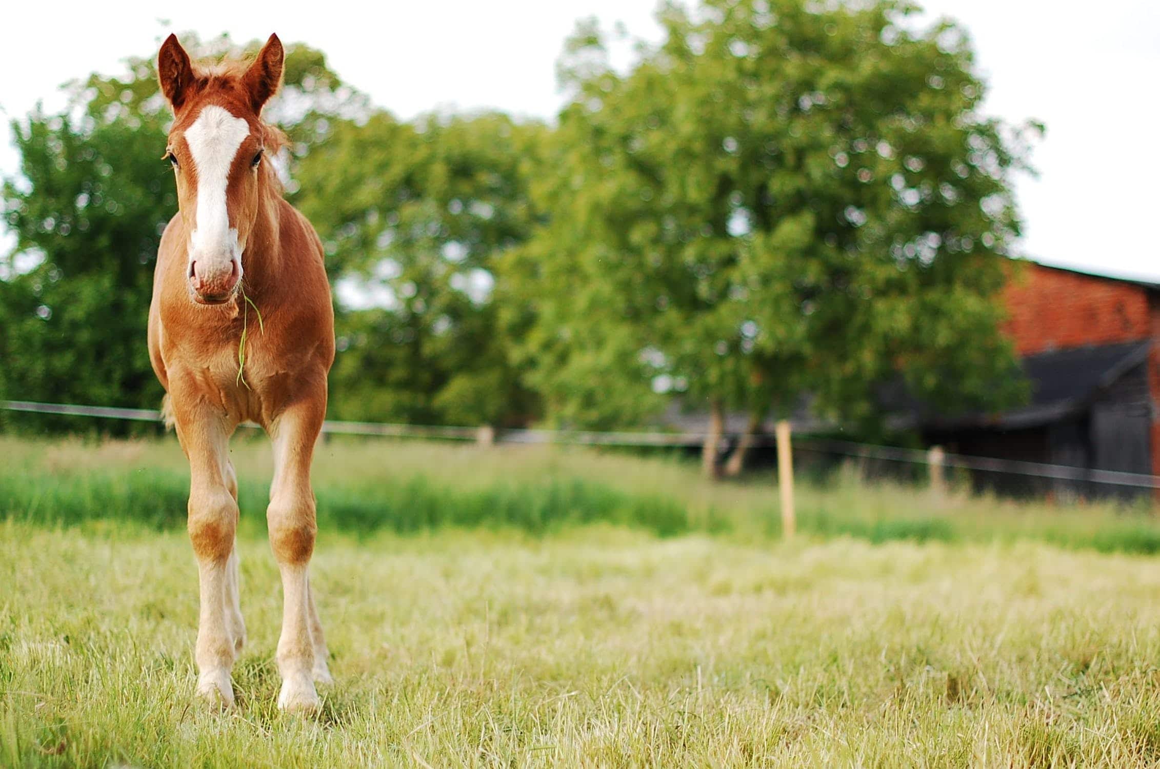 Pony standing in a field