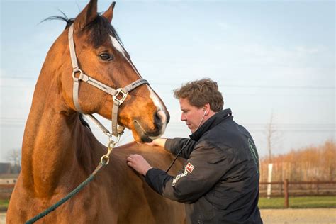 Vet checking horse health