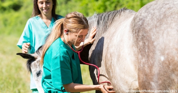 Vet checking horse vital sounds