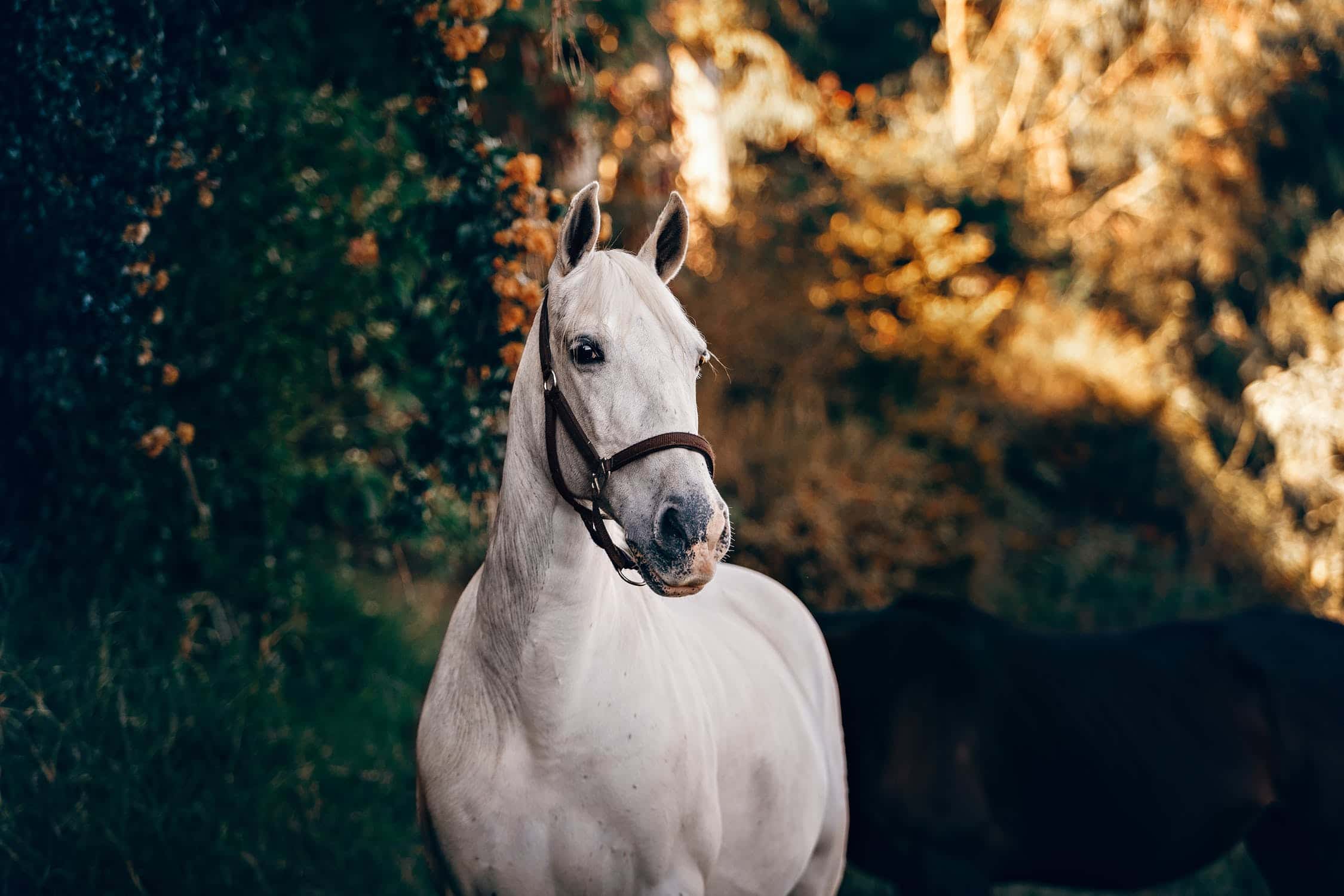 Everything You Need to Know About Horse Care