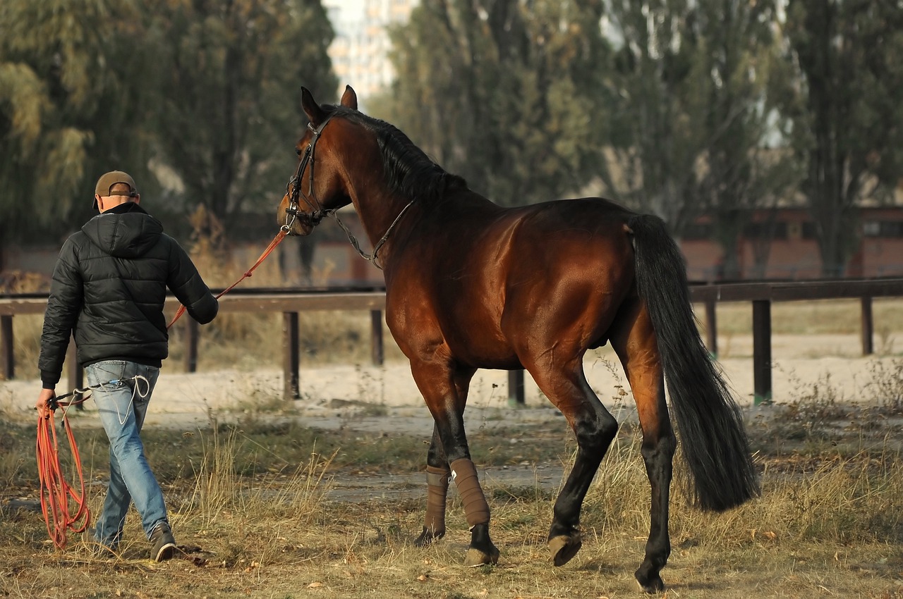 a horse owner training his brown horse for racing