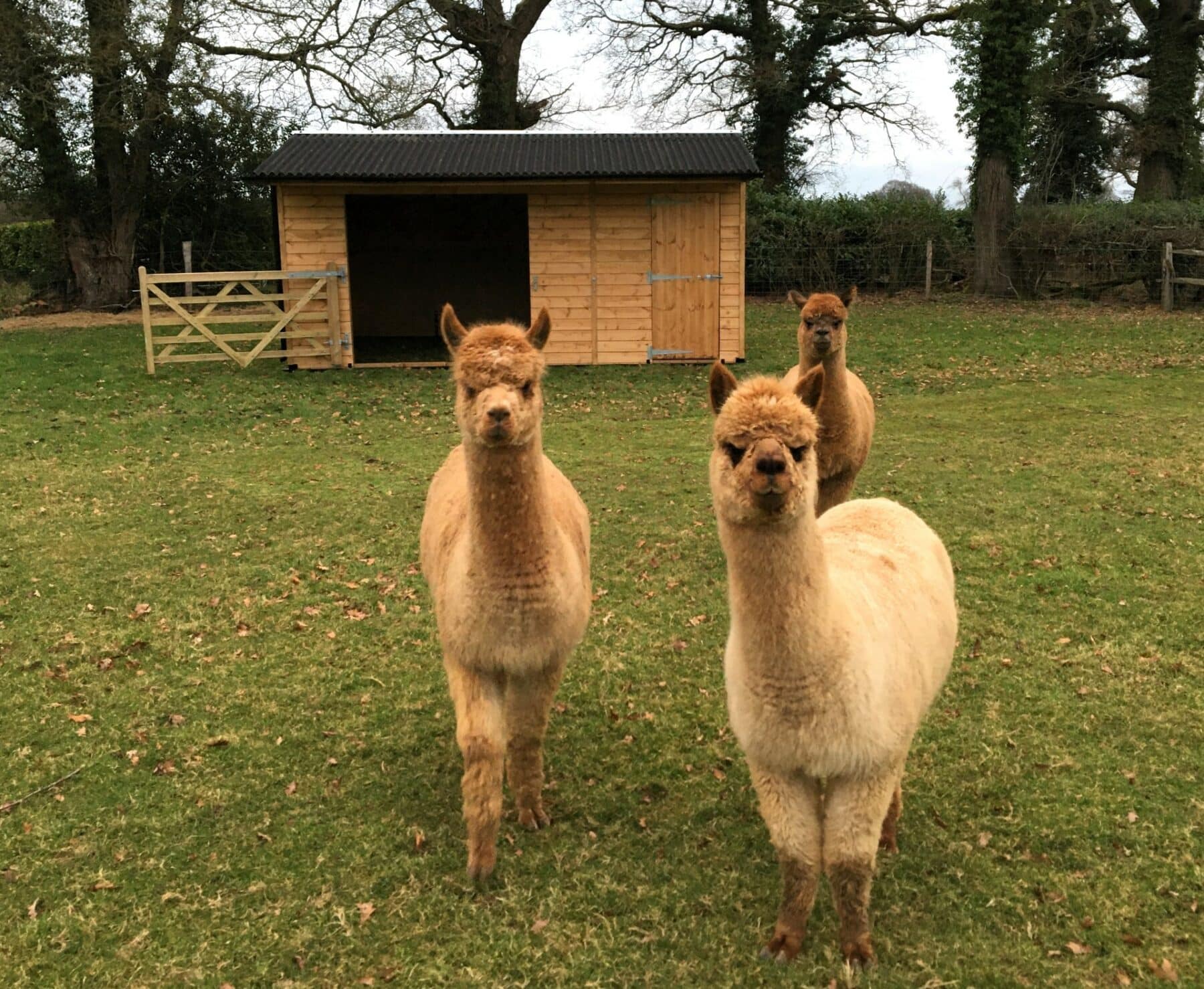 Mobile Alpaca Shelter and Feed Room (5.4m x 3.6m)