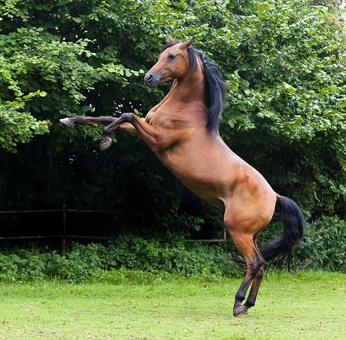 Horse Exercise