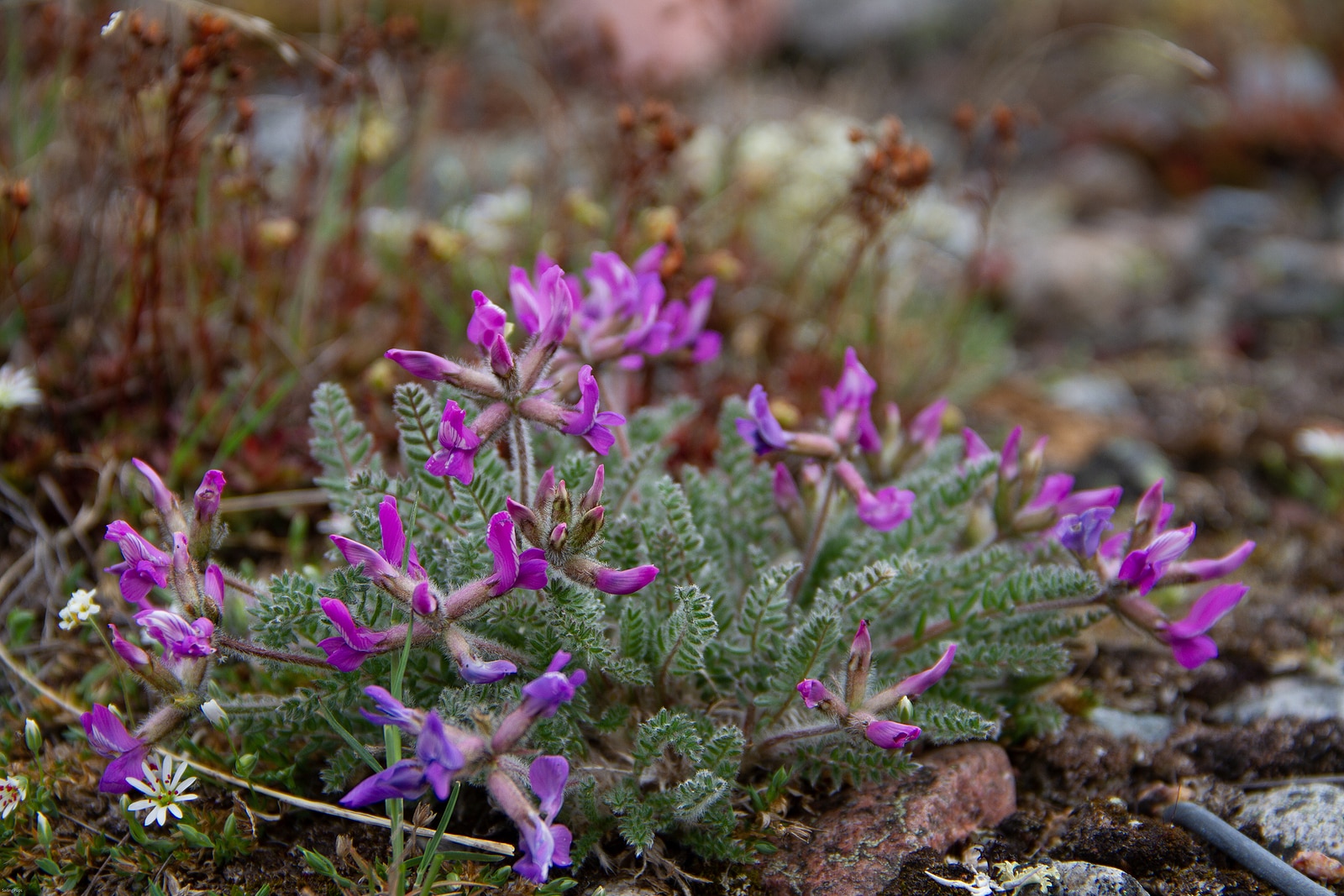 Arctic Oxytrope Or Locoweed (oxytropis Arctic) In Full Bloom Nea