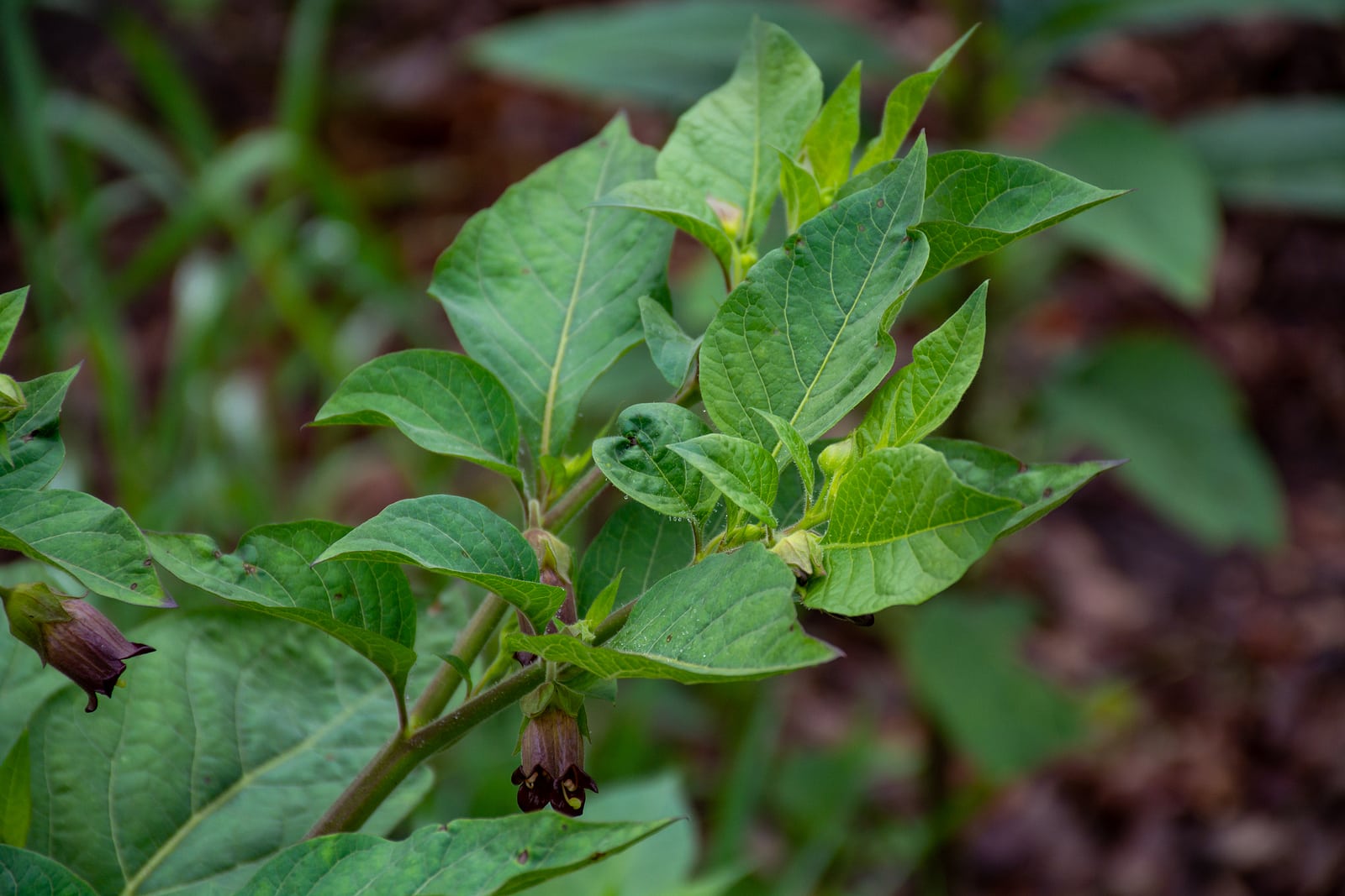 Atropa Belladonna, Commonly Known As Bella