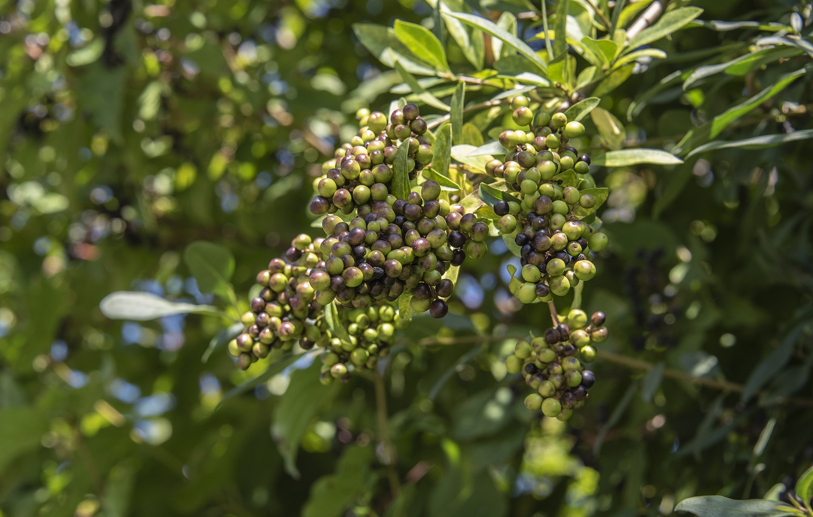 Close Up Of The Berries At A Privet Hedge Changing Their Colour