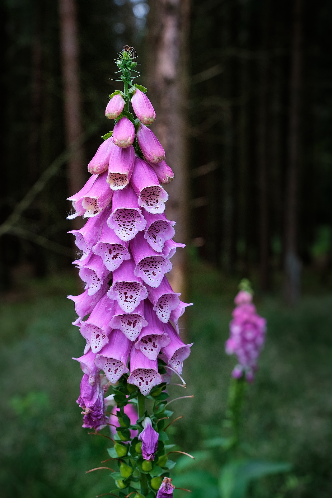 Digitalis Purpurea Flower, Foxglove