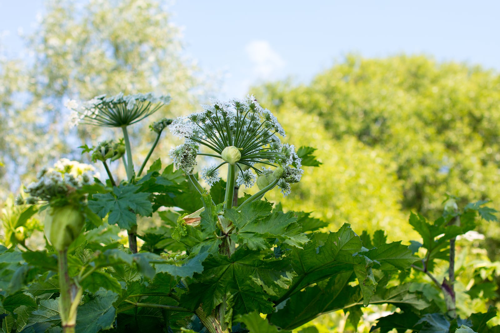 Giant Hogweed, A Giant Hogweed Against Blue Sky, Heracleum Mante