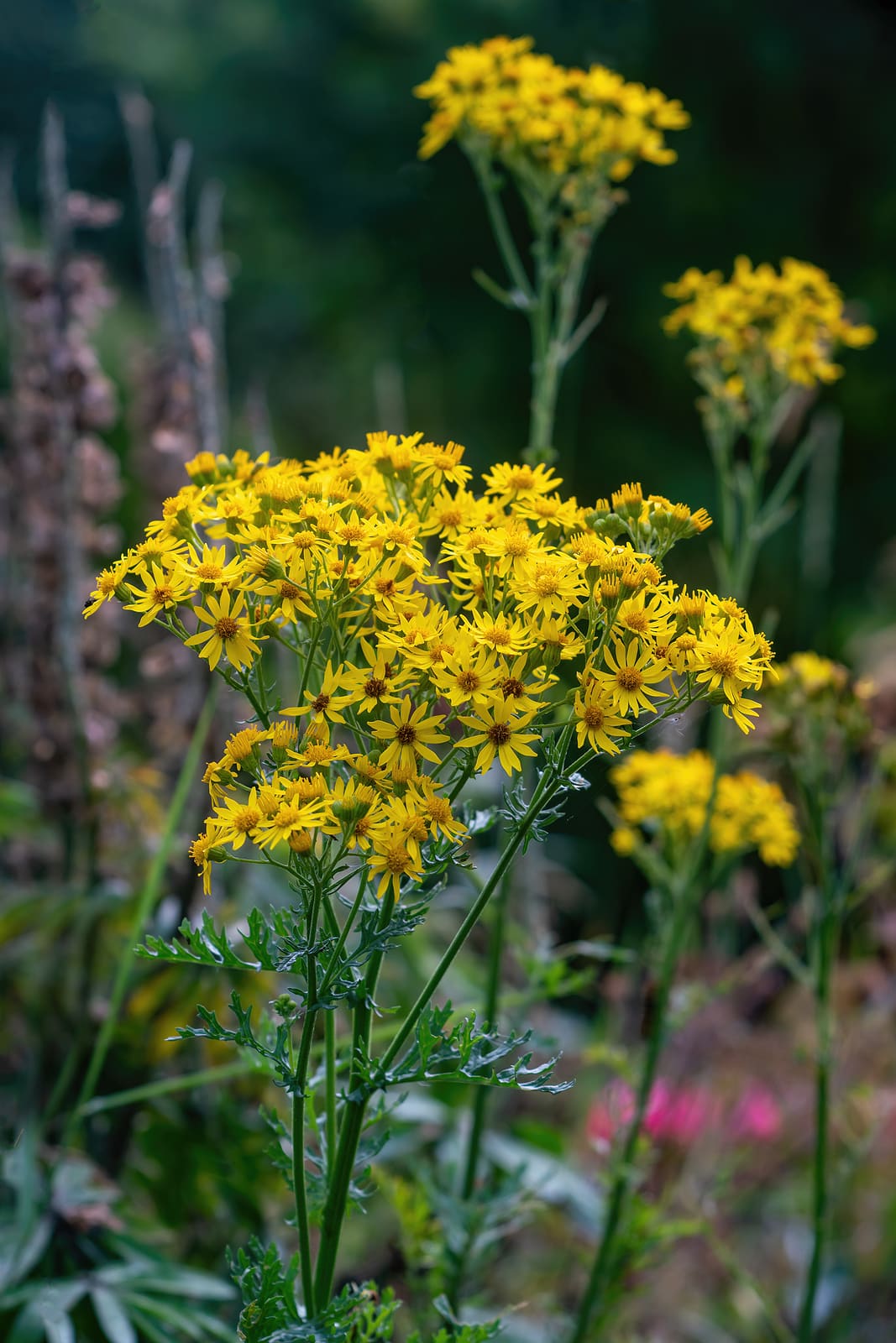 ragwort